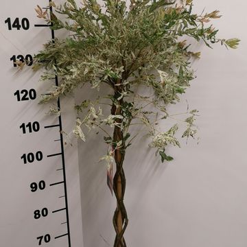 Salix integra 'Flamingo'
