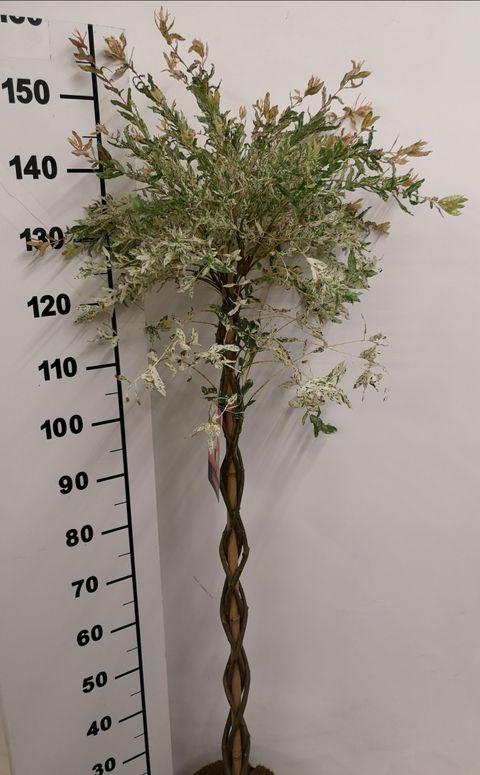 Ива integra 'Flamingo'