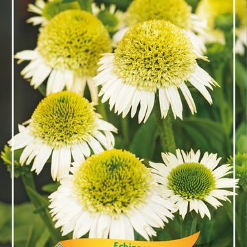 Echinacea purpurea MIX