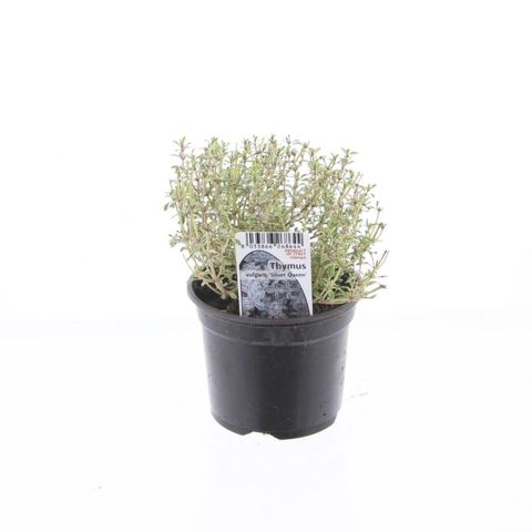 Thymus x citriodorus 'Silver Queen' (Green Collect Sales)