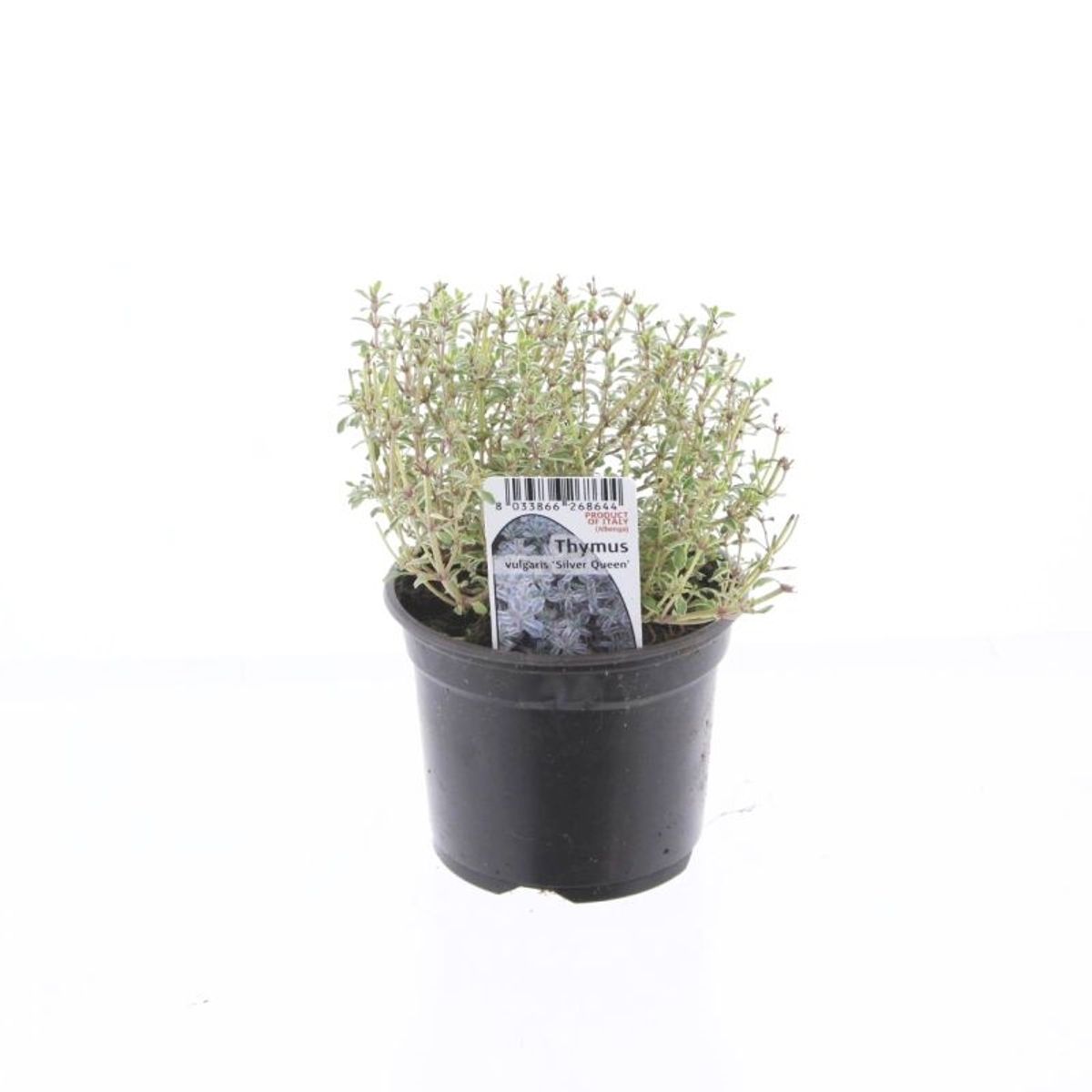 Thymus x citriodorus 'Silver Queen' — Plant Wholesale FlorAccess