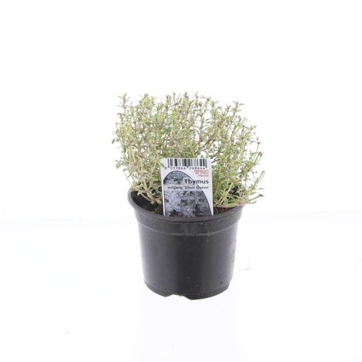 Thymus x citriodorus 'Silver Queen' (Green Collect Sales)