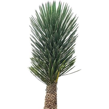 Yucca filifera