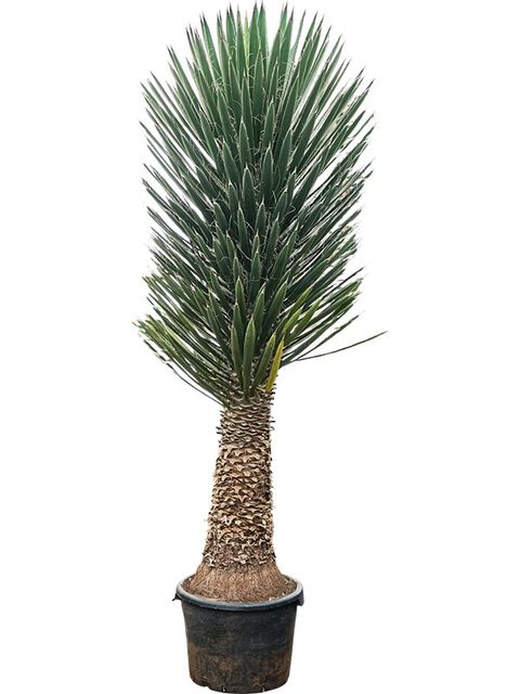 Yucca filifera