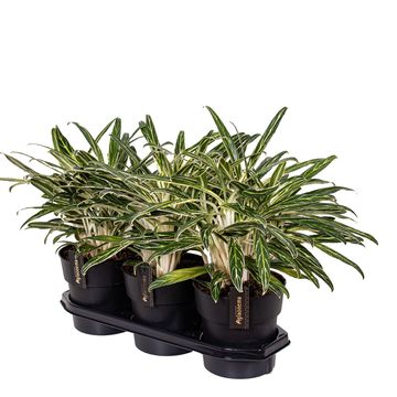 Аглаонема 'Zebra Feathers'