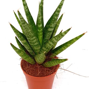 Sansevieria 'Tough Lady'
