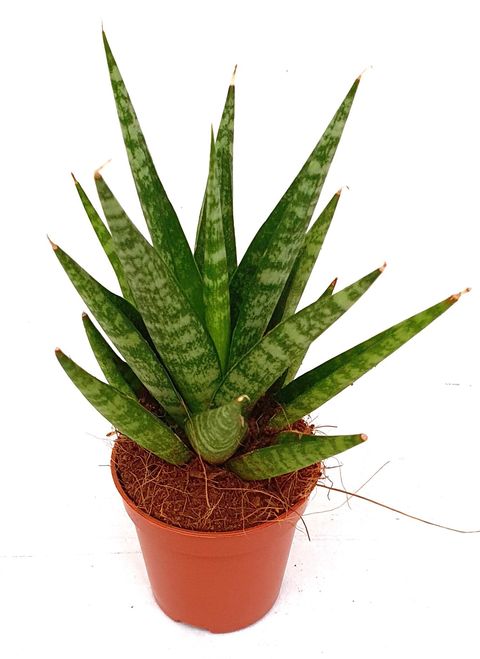 Sansevieria 'Tough Lady'