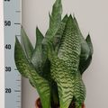 Sansevieria trifasciata 'Black Coral'