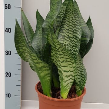 Sansevieria trifasciata 'Black Coral'