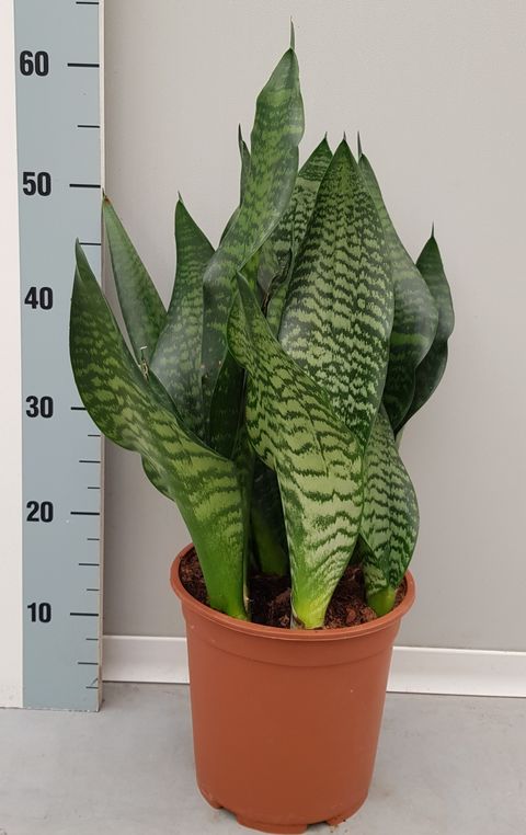 Sansevieria trifasciata 'Black Coral'