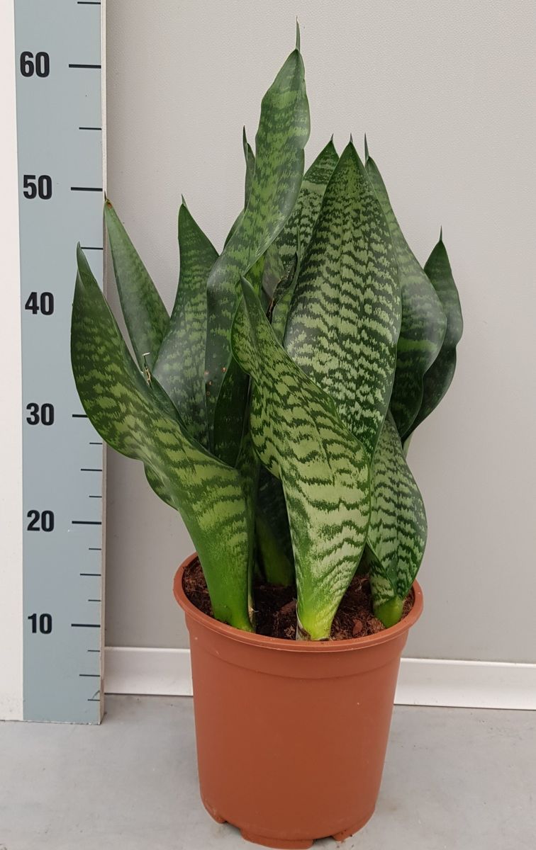 Sansevieria 'Black Coral' 2x - Pot 9 cm - Hoogte 35 cm