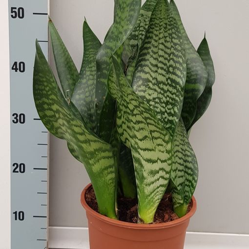 Sansevieria trifasciata 'Black Coral'