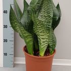 Sansevieria trifasciata 'Black Coral'