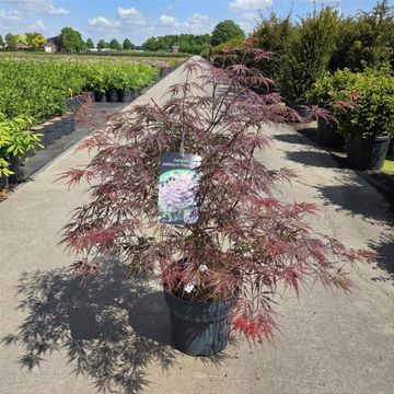 Acer palmatum 'Firecracker'