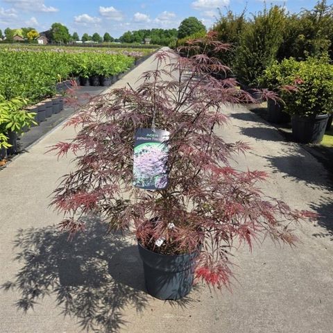 Acer palmatum 'Firecracker'