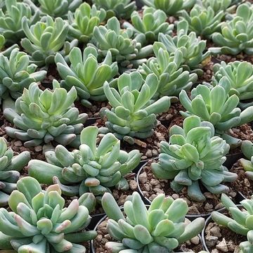 x Pachyveria scheideckeri 'Albocarinata'