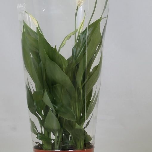 Spathiphyllum Alana P12 Cm H40 50 Cm Plant Wholesale Floraccess