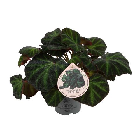 Begonia 'Decora'