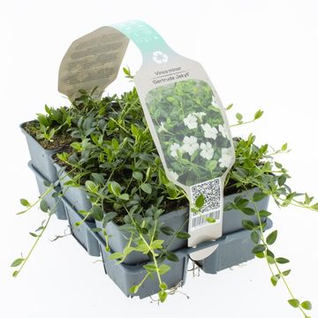 Vinca minor 'Gertrude Jekyll'