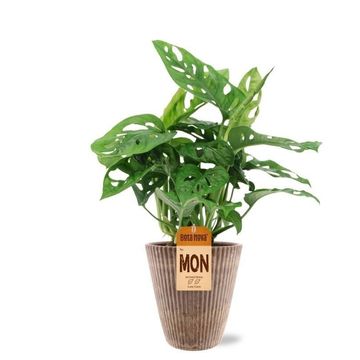 Monstera obliqua 'Monkey Leaf'