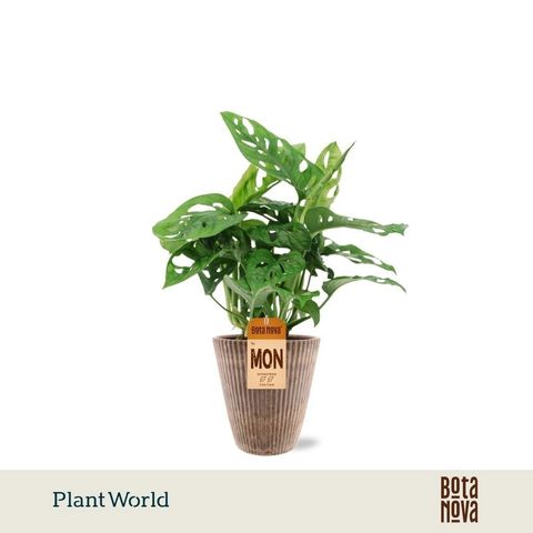 Monstera obliqua 'Monkey Leaf'