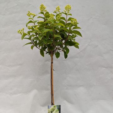 Hydrangea paniculata CANDLELIGHT