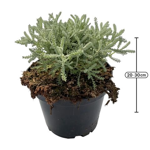 Santolina chamaecyparissus