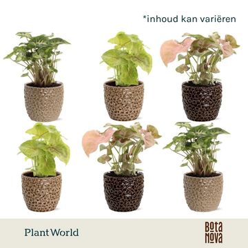 Syngonium MIX