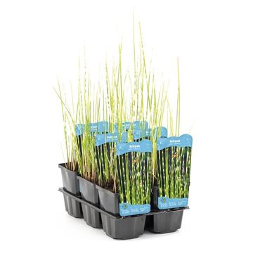 Schoenoplectus tabernaemontani 'Zebrinus'