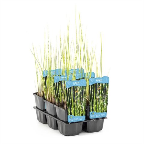 Schoenoplectus tabernaemontani 'Zebrinus'