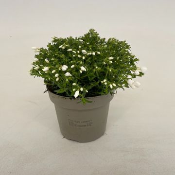 Phlox FABULOUS WHITE