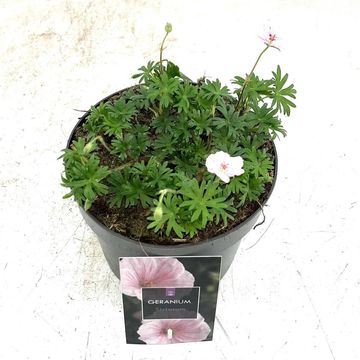 Geranium sanguineum striatum