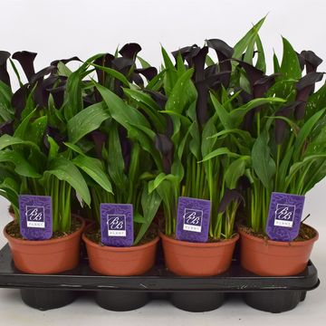 Zantedeschia 'Odessa'