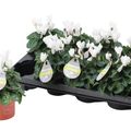 Cyclamen SUPER SERIE VERANO WHITE