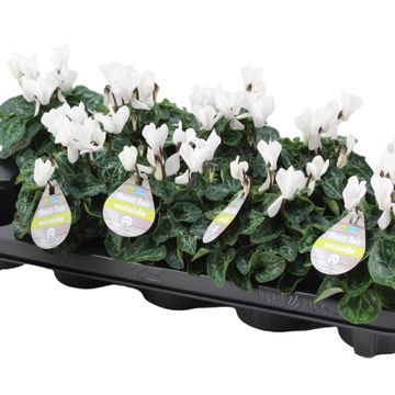 Cyclamen SUPER SERIE VERANO WHITE