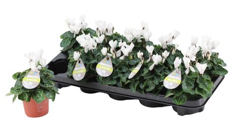 Cyclamen SUPER SERIE VERANO WHITE