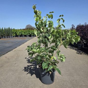 Cornus kousa chinensis