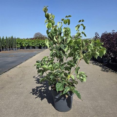 Cornus kousa chinensis