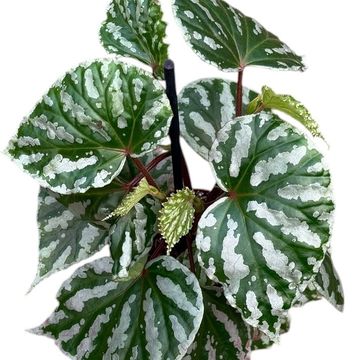 Begonia 'Cream Powder'