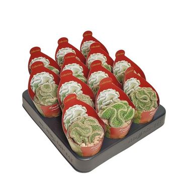 Mammillaria matudae cristata