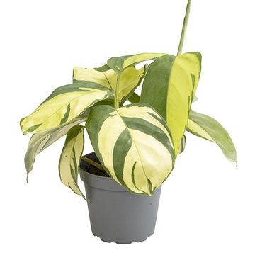 Ctenanthe lubbersiana 'Golden Mosaic'