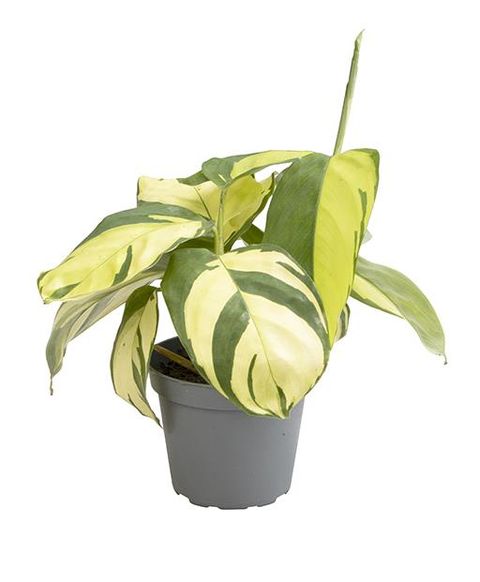 Ctenanthe lubbersiana 'Golden Mosaic'