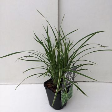 Carex morrowii 'Ice Dance'