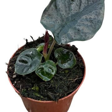 Alocasia infernalis BLACK MAGIC
