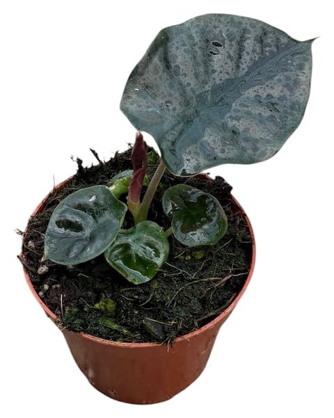 Alocasia infernalis BLACK MAGIC