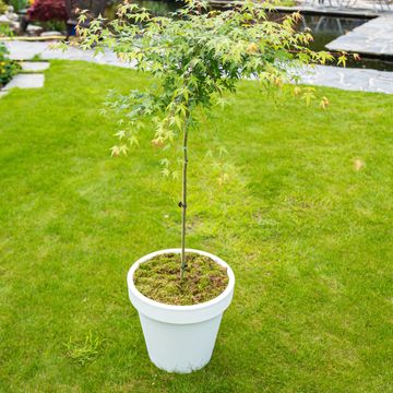 Acer palmatum 'Little Princess'