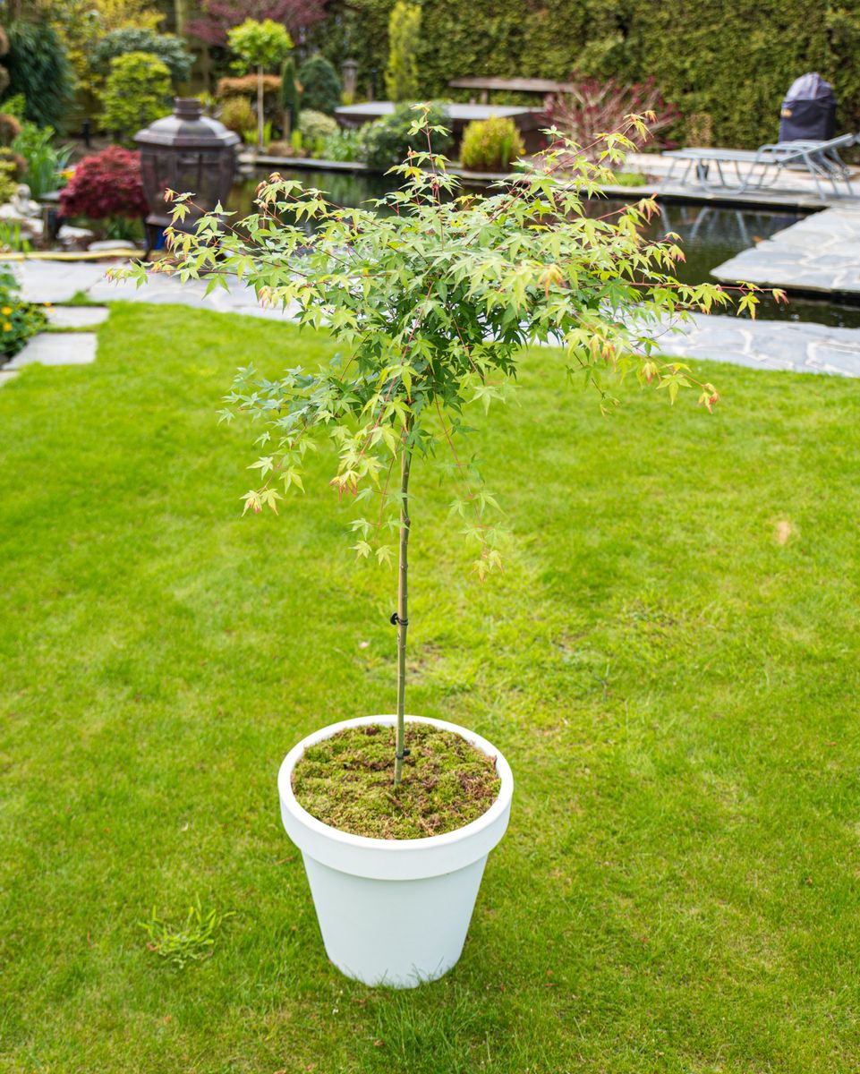 Acer palmatum 'Little Princess'