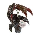 Begonia 'Cracklin' Rosie'