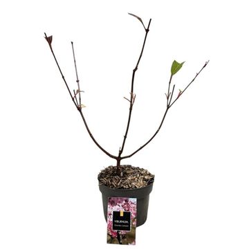 Viburnum x bodnantense 'Charles Lamont'