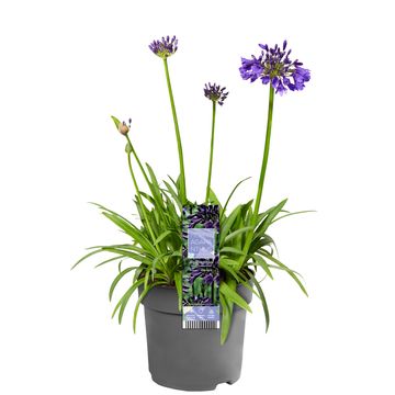 Agapanthus EVERPANTHUS MIDNIGHT SKY